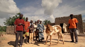 Si j'avais une vache