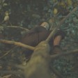 The Fall
