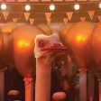 The Ostrich Politic 