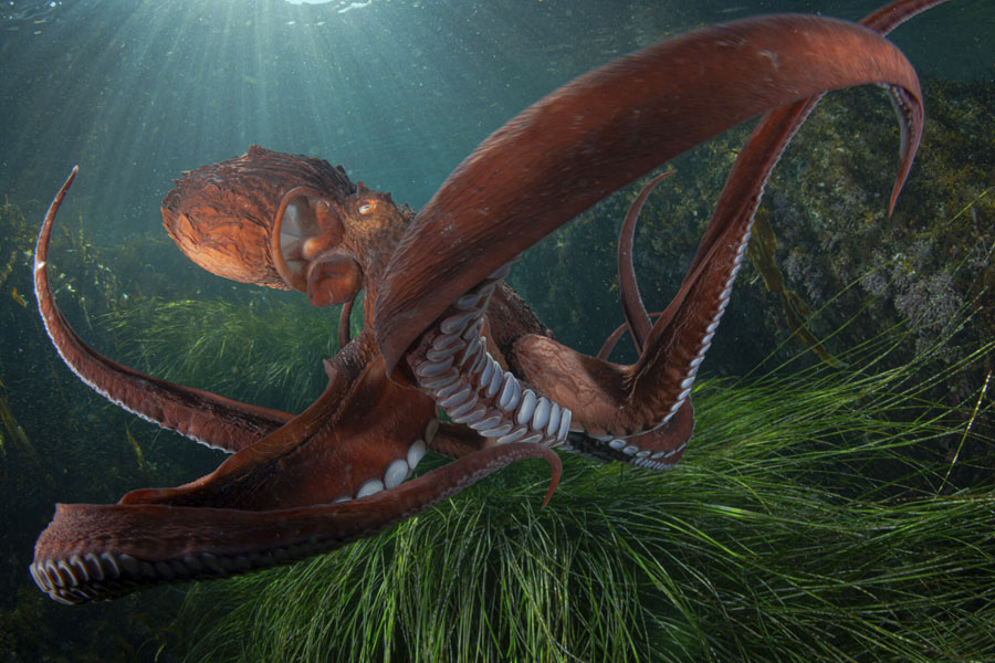 49º Ciclo Internacional de Cine Submarino