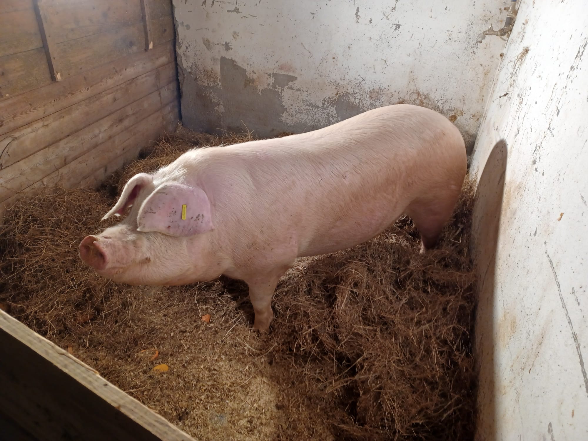 Roxaito: la protagonista de la Feria de Santo Tomás 2022