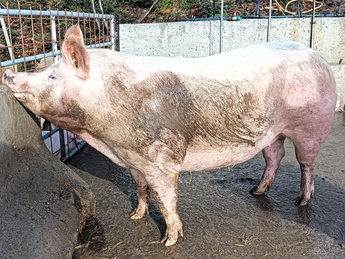 kaxilda: la protagonista de la Feria de Santo Tomás 2024