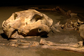 Un cráneo de león en una cueva