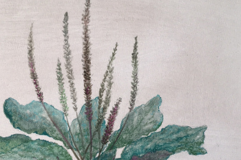 Detalle de una ilustración de La botánica de Villalobos