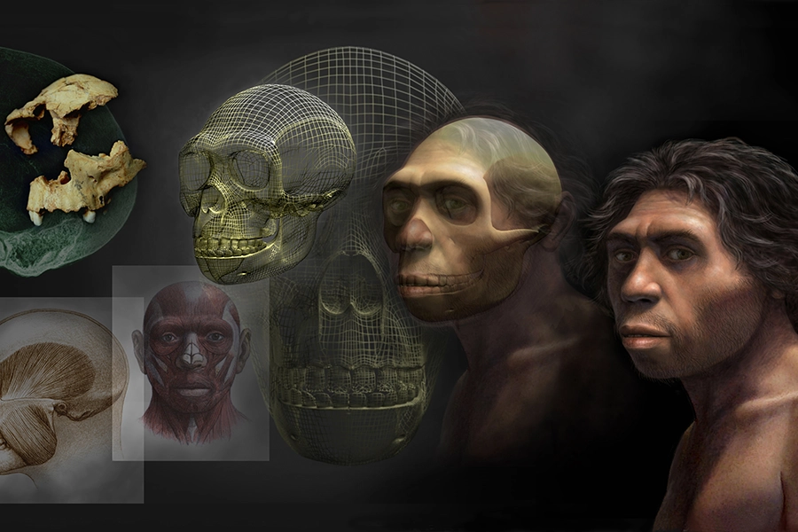 Homo antecessor, collage de los pasos de reconstrucción