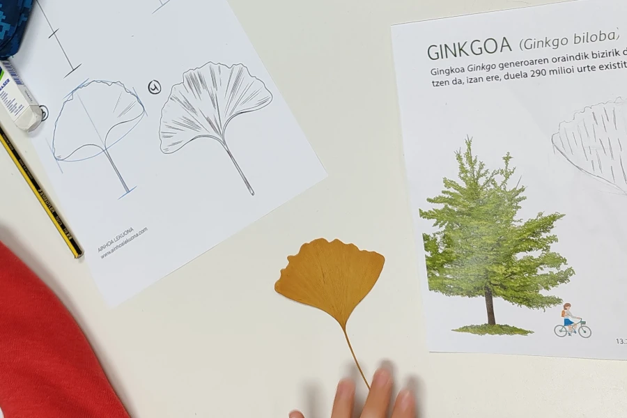 Gingko biloba hosto bat eta margotzeko materiala