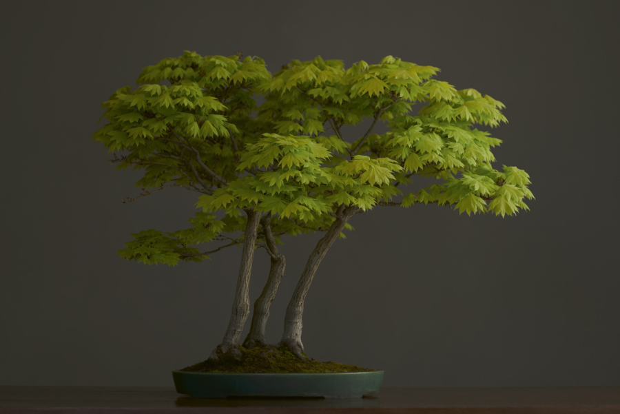 Un bonsái de la colección de Luis Vallejo