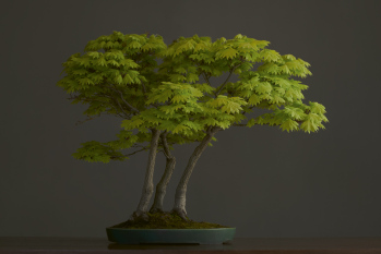 Luis Vallejoren bonsai baten argazkia