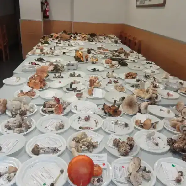 Clasificación de setas