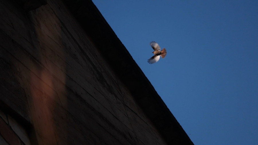 Pájaro sobrevolando un muro