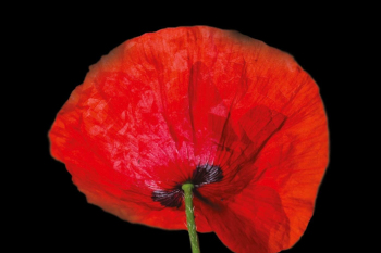 Les gratitudes liburuaren azala