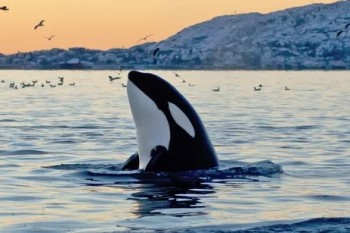el faro de las orcas fotograma película