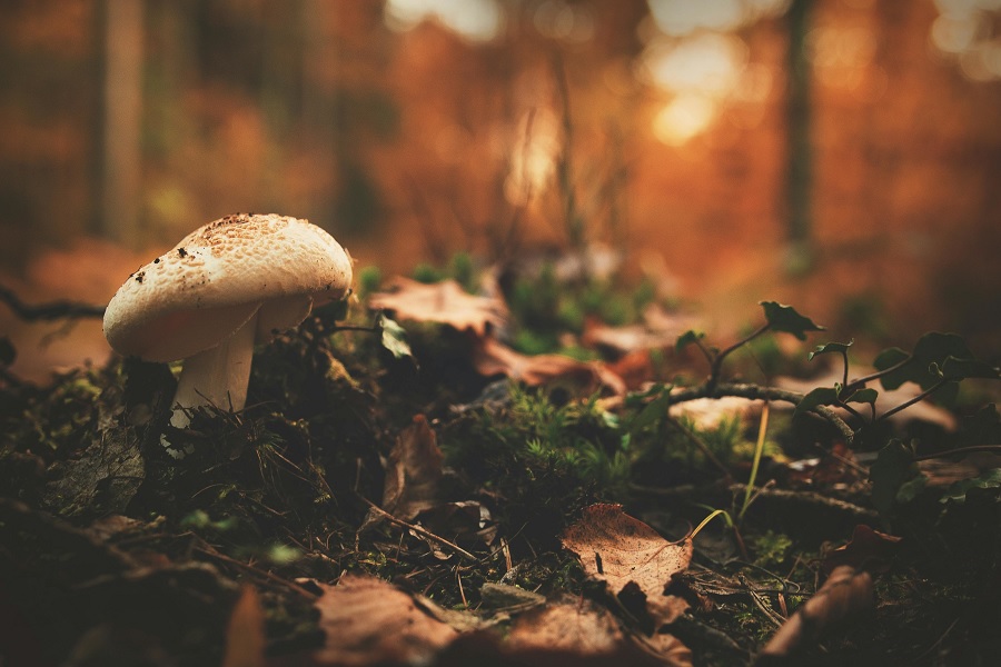 Iniciación al bosque comestible