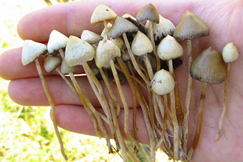 Hainbat psilocybe semilanceata perretxiko jaso berriak