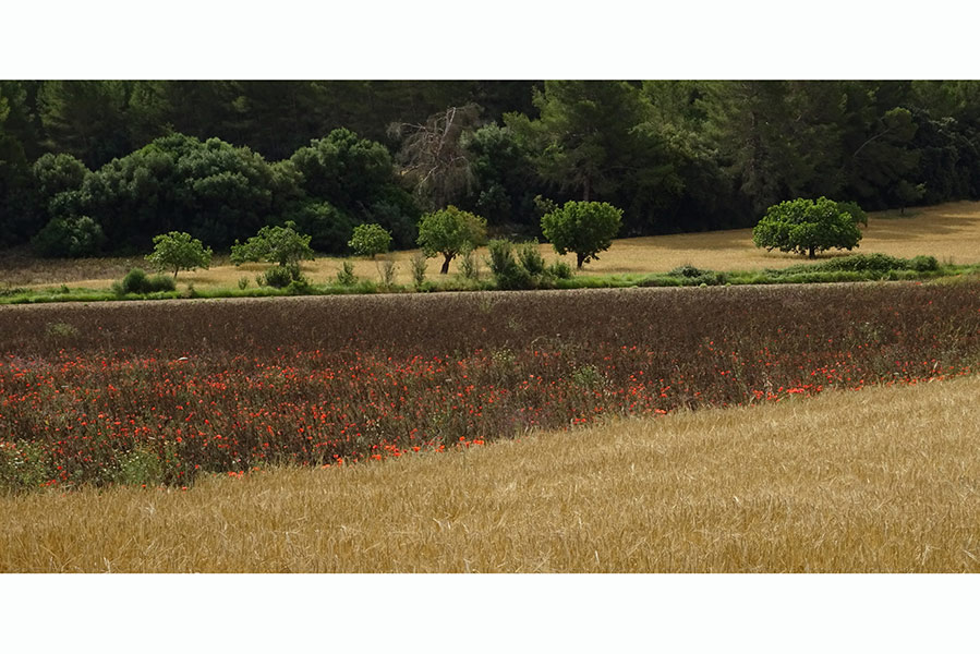 Paisaje: trigo, flores, árboles.