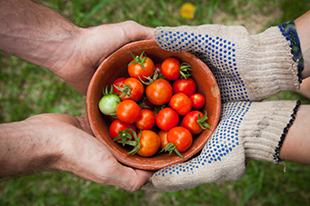 Plato con tomates de la huerta, sujetado por dos pares de manos
