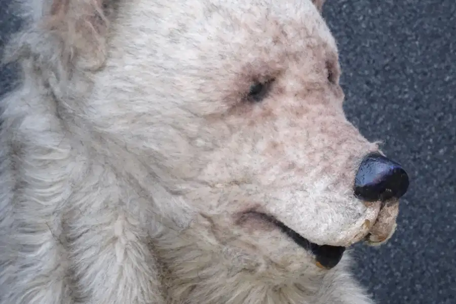 Cabeza de disfraz de oso