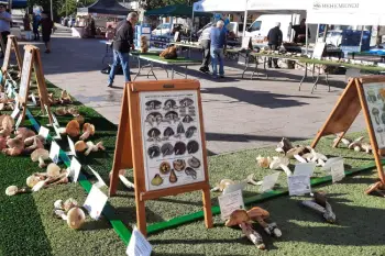 Exposición de setas