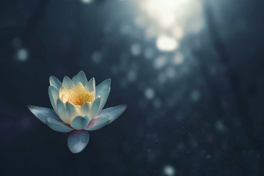 Flor de loto