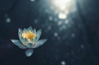 Loto-lorea