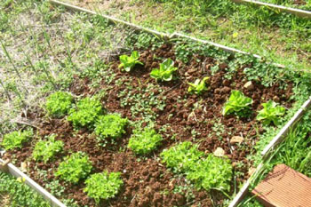 Huerta ecológica
