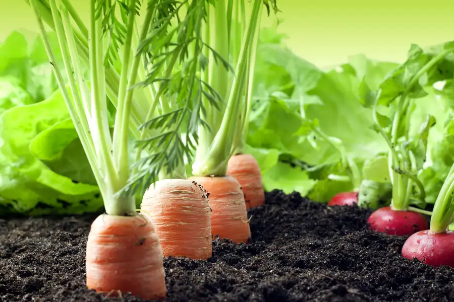 remolachas y zanahorias en la tierra