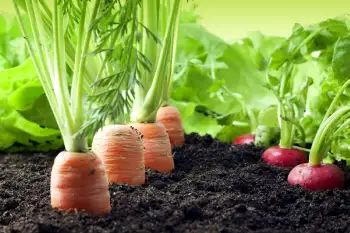 remolachas y zanahorias en la tierra