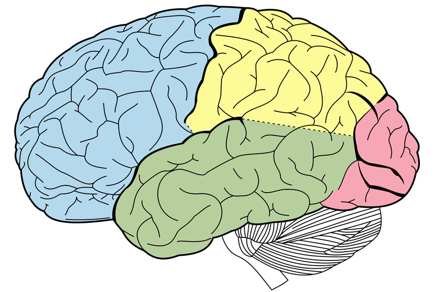 Cerebro humano
