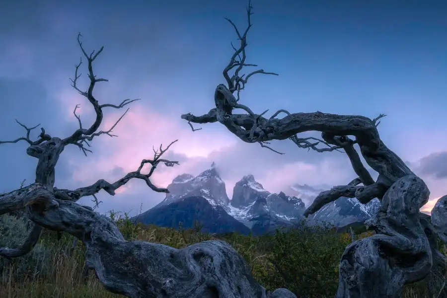 Paisaje con dos troncos. Fotografía de Juantxu Abasolo