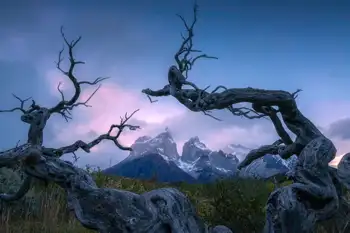 Paisaje con dos troncos. Fotografía de Juantxu Abasolo